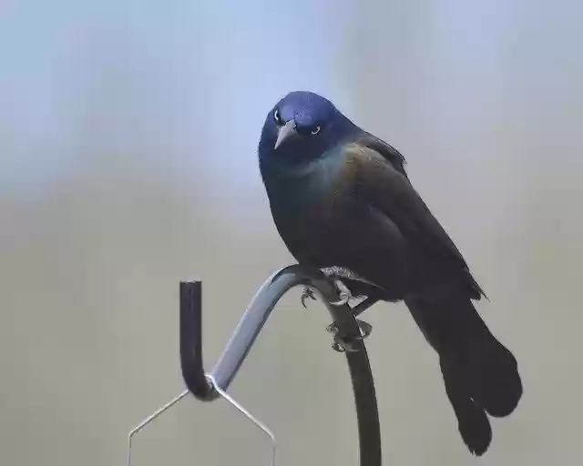 Free download Common Grackle Standing -  free photo or picture to be edited with GIMP online image editor