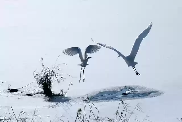 Free download common heron wings birds free picture to be edited with GIMP free online image editor