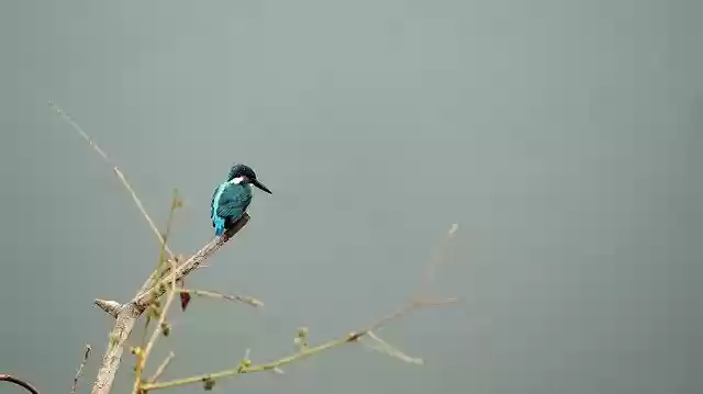 Безкоштовно завантажте безкоштовний шаблон фотографій Common Kingfisher Kerala India для редагування онлайн-редактором зображень GIMP