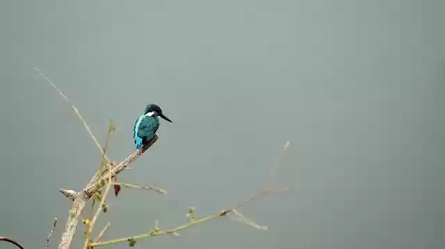 Free download Common Kingfisher Kerala India free photo template to be edited with GIMP online image editor