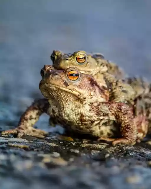 Free download common toads toads frogs spring free picture to be edited with GIMP free online image editor