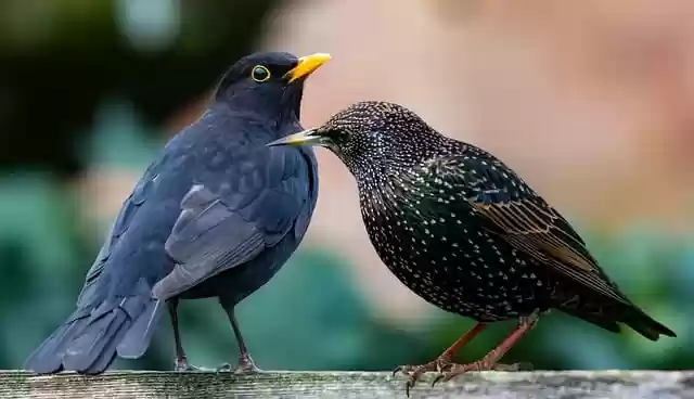 Free download composition birds starling free picture to be edited with GIMP free online image editor