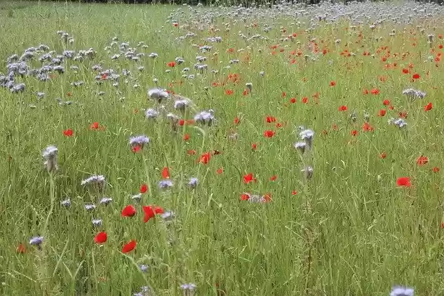 Free download Composition Floral Poppies -  free free photo or picture to be edited with GIMP online image editor
