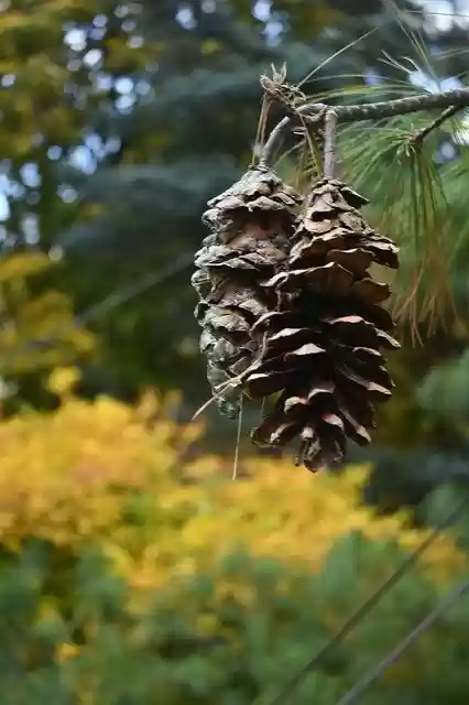 Free download Cone Autumn Conifer -  free photo or picture to be edited with GIMP online image editor