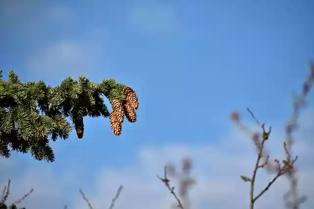 Free download Cone Cones Tree -  free photo or picture to be edited with GIMP online image editor