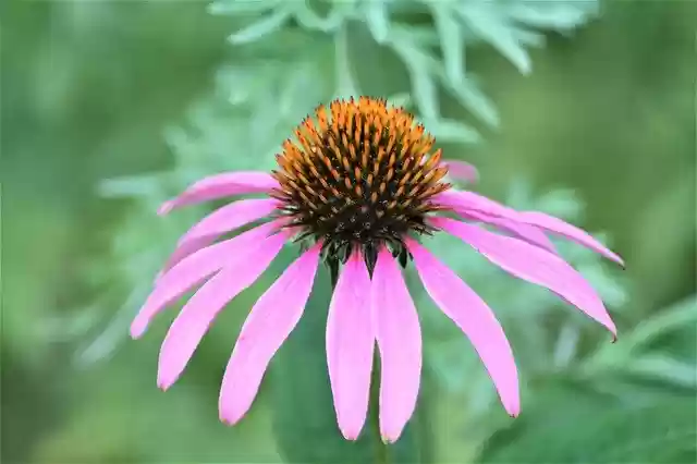 Free download coneflower august blossom bloom free picture to be edited with GIMP free online image editor