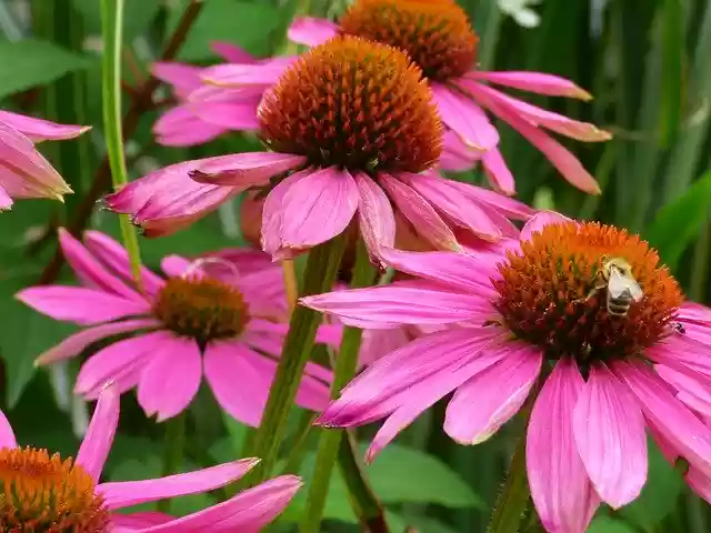 Free download Coneflower With Bee Flower -  free free photo or picture to be edited with GIMP online image editor