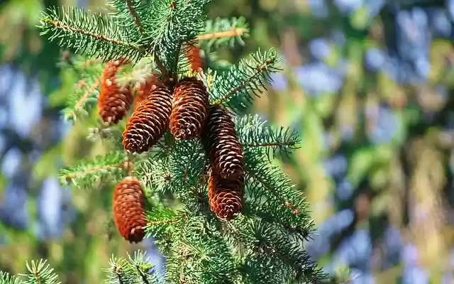 Free download cones conifer ace branch tree free picture to be edited with GIMP free online image editor