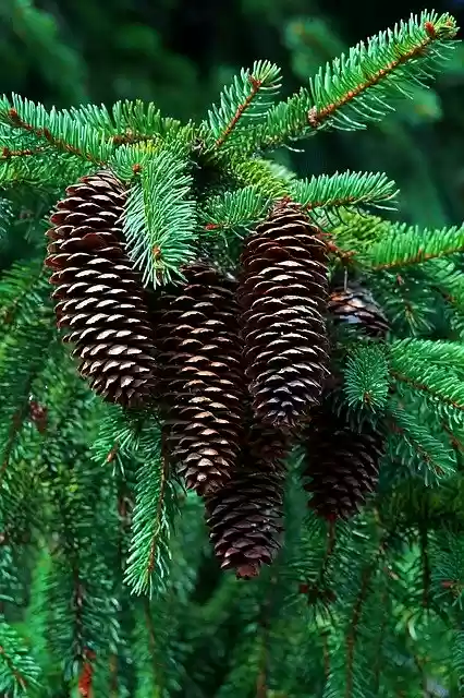 Gratis download Cones Forest Twigs - gratis foto of afbeelding om te bewerken met GIMP online image editor