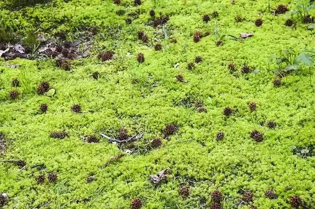 免费下载 Cones Moss Swamp - 使用 GIMP 在线图像编辑器编辑的免费照片或图片