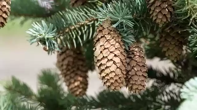 Free download Cones Spruce Tree Nature -  free photo or picture to be edited with GIMP online image editor