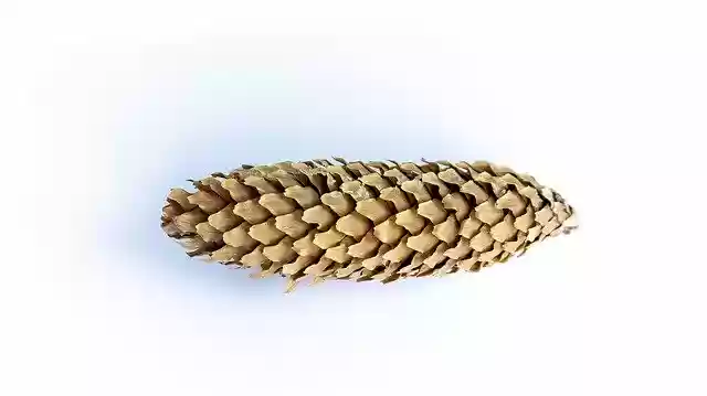 Free download Cones White Background Autumn -  free photo or picture to be edited with GIMP online image editor