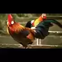 Con ga trong  screen for extension Chrome web store in OffiDocs Chromium