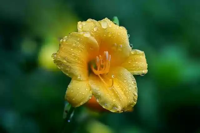 Free download conical trickle dew nature flower free picture to be edited with GIMP free online image editor