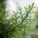 Coniferous branches  screen for extension Chrome web store in OffiDocs Chromium