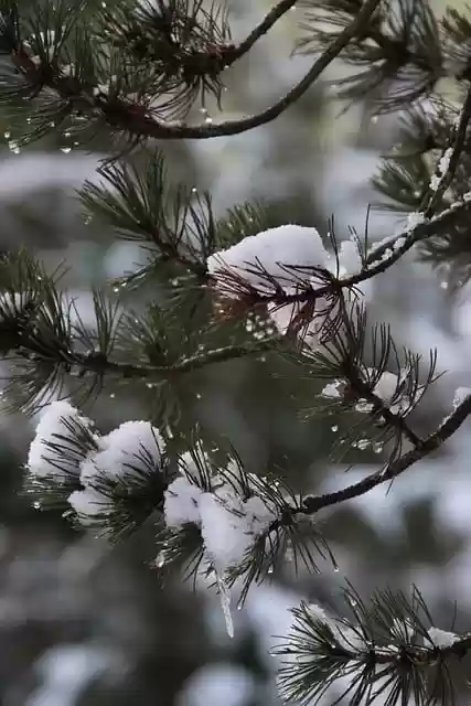 Gratis download conifer sneeuw dauwdruppels winter gratis foto om te bewerken met GIMP gratis online afbeeldingseditor