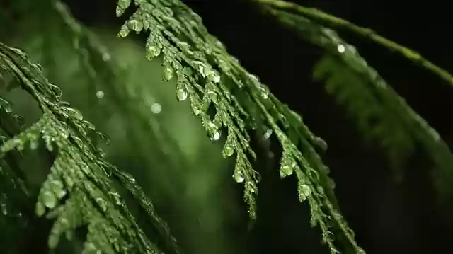 Free download conifer water drops tree foliage free picture to be edited with GIMP free online image editor