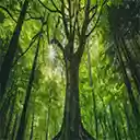 Cool Green Forest At Movie2k  screen for extension Chrome web store in OffiDocs Chromium