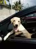 Free download Coop boy free photo or picture to be edited with GIMP online image editor