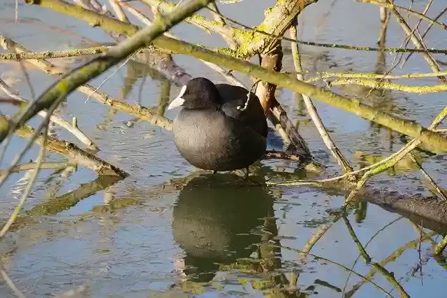 Free download Coot Lake Nature -  free photo or picture to be edited with GIMP online image editor