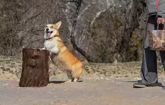 Free download Corgi Dog Stump -  free photo or picture to be edited with GIMP online image editor