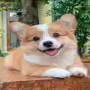 Corgi Dog Wallpaper  screen for extension Chrome web store in OffiDocs Chromium