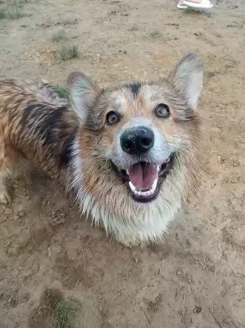 Free download Corgi Happy Dog -  free photo or picture to be edited with GIMP online image editor