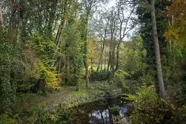 Free download Cork Ballincollig Forest -  free free photo or picture to be edited with GIMP online image editor
