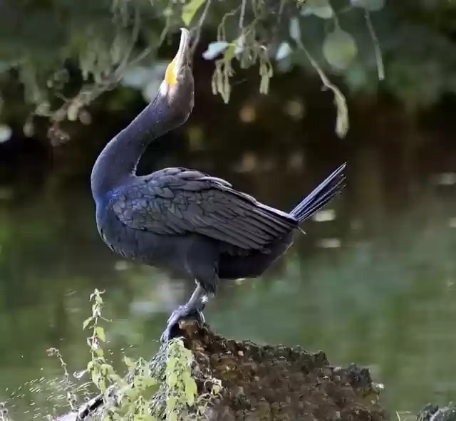 Free download cormorant animal bird water bird free picture to be edited with GIMP free online image editor