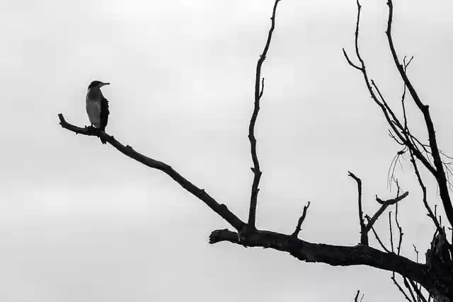 Free download cormorant bird wild animal animal free picture to be edited with GIMP free online image editor