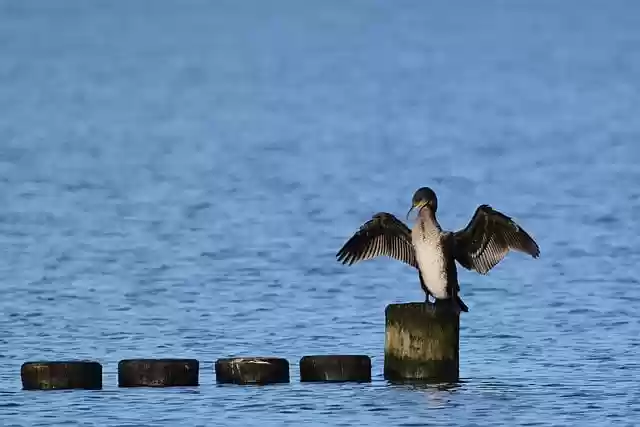 Free download cormorant water bird groyne free picture to be edited with GIMP free online image editor