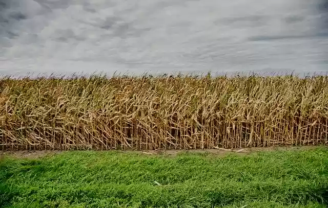 Free download Corn Air Landscape -  free photo or picture to be edited with GIMP online image editor