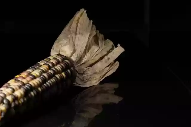 Free download Corn Cob Colorful -  free photo or picture to be edited with GIMP online image editor