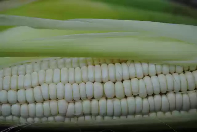 Free download corn corn on the cob vegetable free picture to be edited with GIMP free online image editor