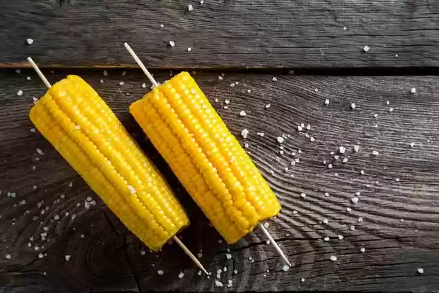 Free download corn farm healthy vegetable free picture to be edited with GIMP free online image editor