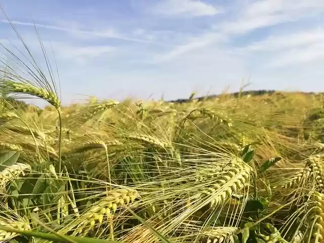 Free download Cornfield Barley Field -  free photo or picture to be edited with GIMP online image editor
