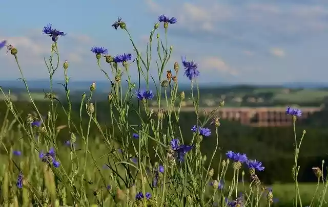 Free download Cornflower Field Nature -  free photo or picture to be edited with GIMP online image editor