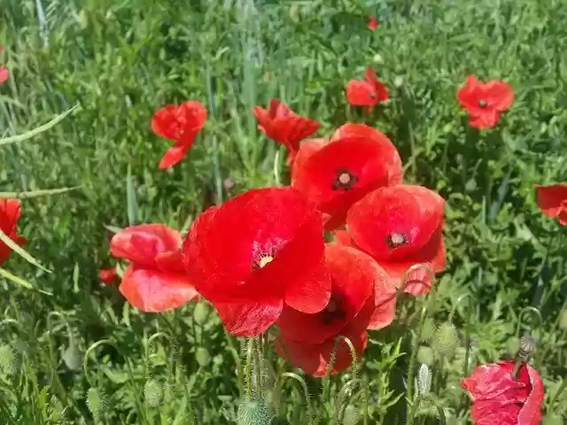 Free download Cornflower Klatschmohn Poppy -  free photo or picture to be edited with GIMP online image editor