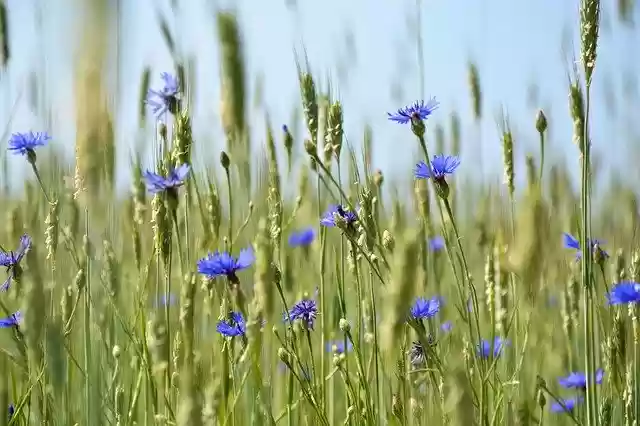 Free download Cornflower Nature Summer -  free photo or picture to be edited with GIMP online image editor