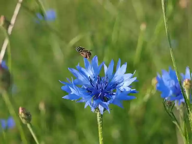 Free download Cornflower Plant Flower -  free photo or picture to be edited with GIMP online image editor