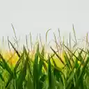 Cornflowers  screen for extension Chrome web store in OffiDocs Chromium