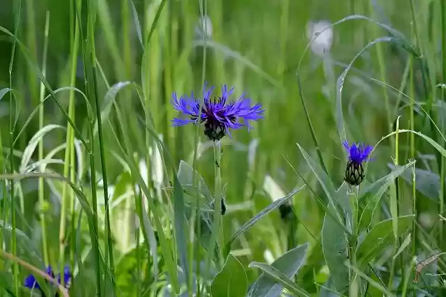 Free download Cornflowers Blue Nature -  free photo or picture to be edited with GIMP online image editor