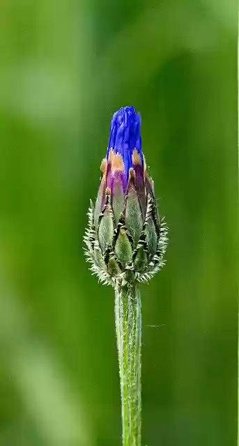 Free download Cornflower Single Flower Blue -  free photo or picture to be edited with GIMP online image editor