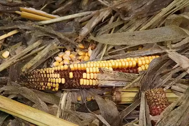 Free download Corn Harvest Autumn -  free photo or picture to be edited with GIMP online image editor