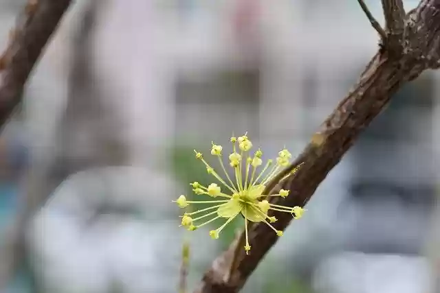 Free download Cornus Spring Flowers -  free photo or picture to be edited with GIMP online image editor