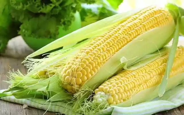 Free download corn vegetables maize plant free picture to be edited with GIMP free online image editor