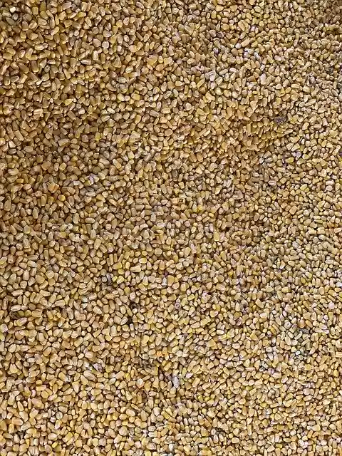 Free download Corn Yellow Seeds -  free free photo or picture to be edited with GIMP online image editor