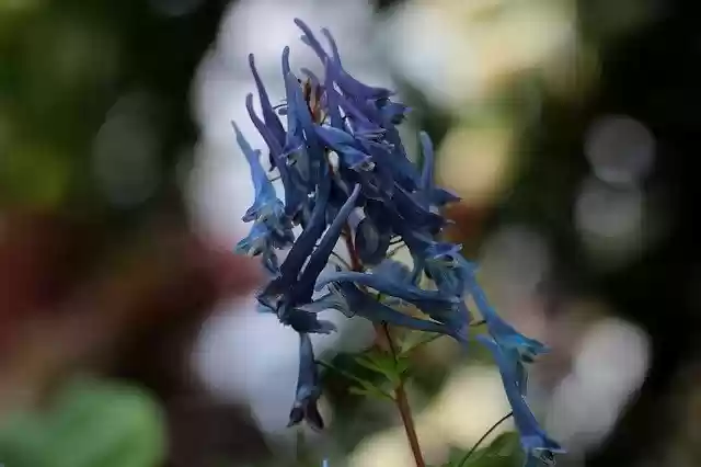 Free download Corydalis Flexuosa Spinners -  free photo or picture to be edited with GIMP online image editor