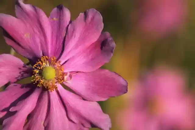 Free download cosmea autumn flower garden cosmos free picture to be edited with GIMP free online image editor