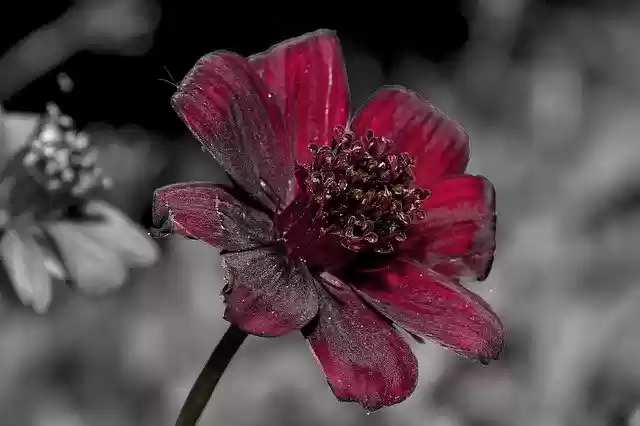 Free download Cosmea Chocolate Flower Blossom -  free photo or picture to be edited with GIMP online image editor